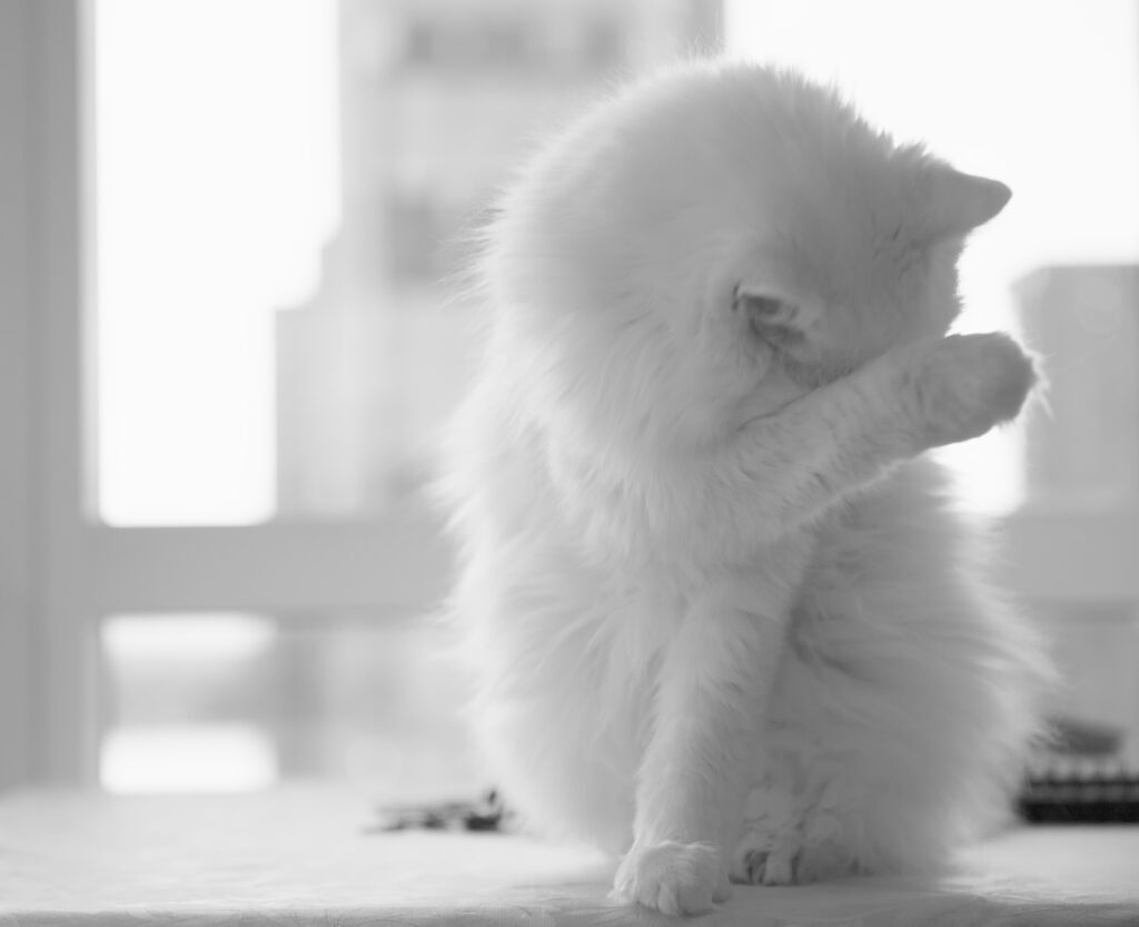 White cat hiding its eyes with a paw.