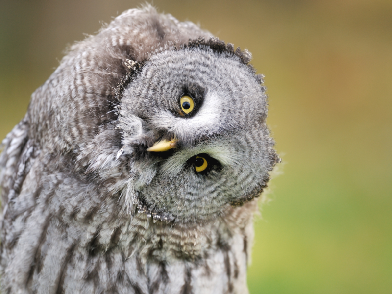 Image of an owl that clearly depicts the topic: Saying “Good Question” in Q & A – harmless or problematic