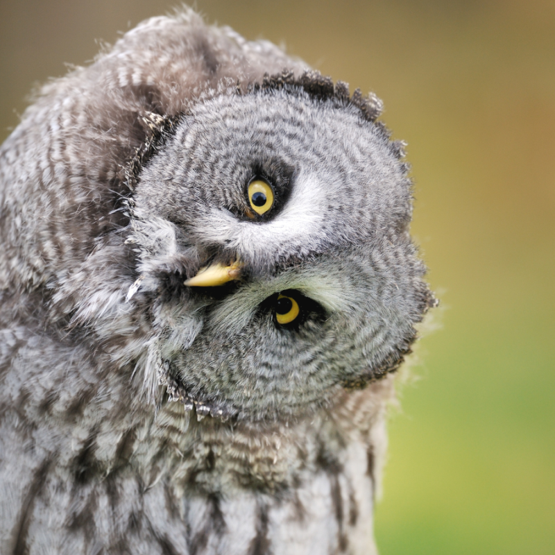 Image of an owl that clearly depicts the topic: Saying “Good Question” in Q & A – harmless or problematic