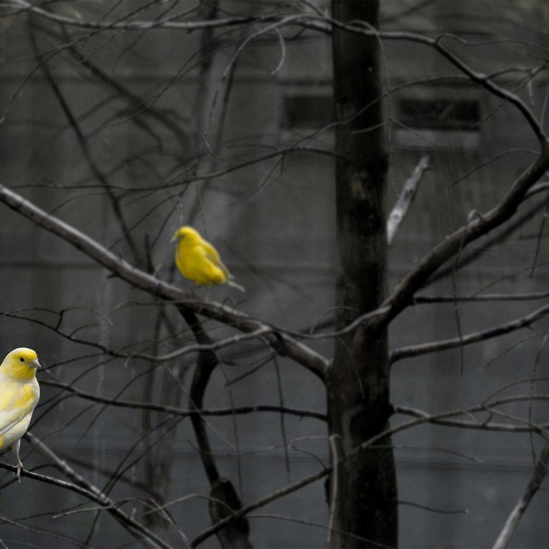 Black and white image with two yellow birds to symbolise contrast