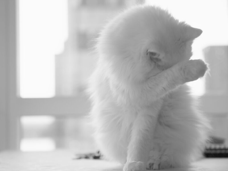 White cat hiding its eyes with a paw.