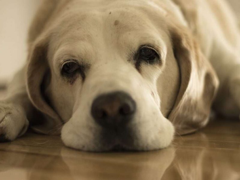 dog-bored_beagle-1024x683